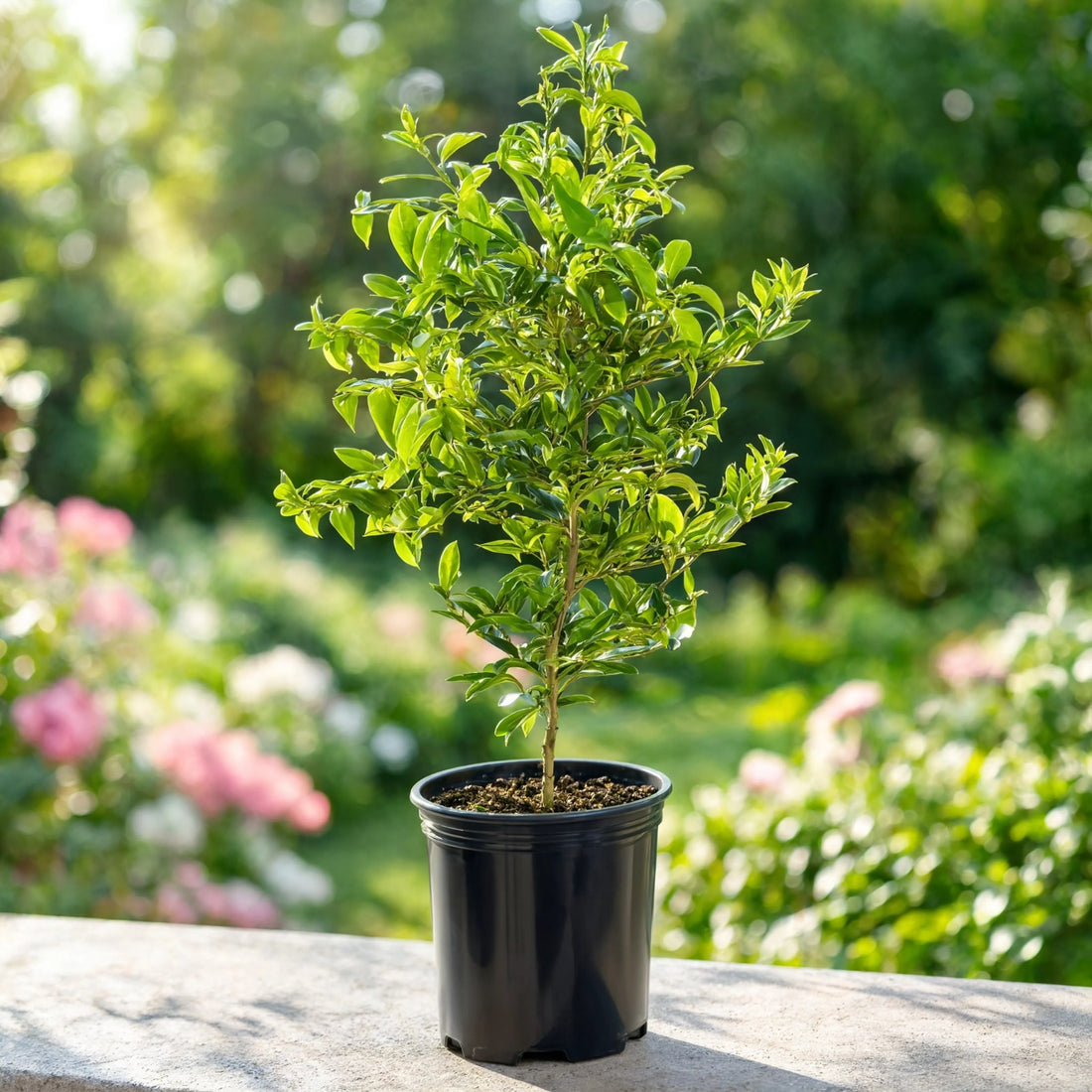 Young potted kumquat citrus plant with glossy leaves – Nura Flowers Dubai