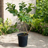 Guava amrud plant in black nursery pot for sale Dubai – Nura Flowers Motor City