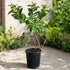 Guava amrud plant in black nursery pot for sale Dubai – Nura Flowers Motor City