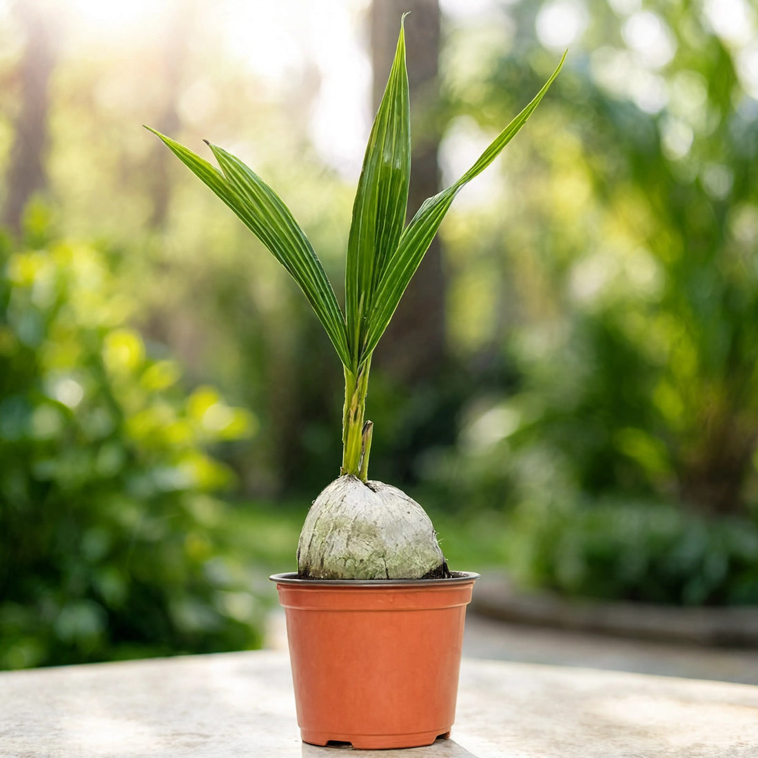 Sprouted coconut palm sapling in pot with fresh green shoots – Nura Flowers Dubai