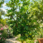 Pomelo citrus tree with green fruit growing in garden – Nura Flowers Dubai