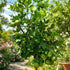 Pomelo citrus tree with green fruit growing in garden – Nura Flowers Dubai