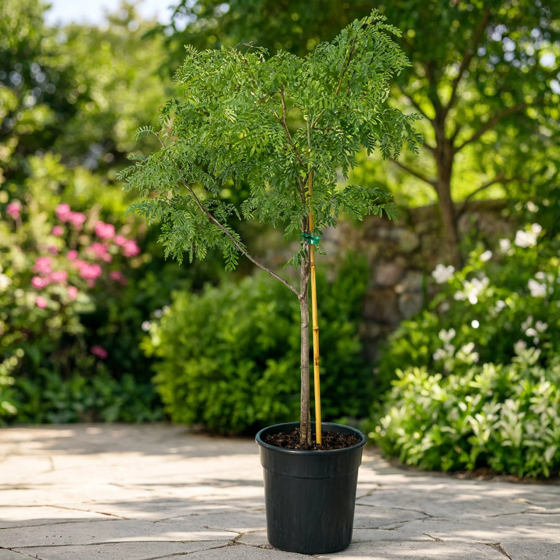 Tamarind Imli plant in pot for sale Dubai – Nura Flowers Motor City