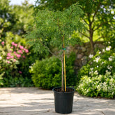 Tamarind Imli plant in pot for sale Dubai – Nura Flowers Motor City
