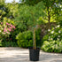 Tamarind Imli plant in pot for sale Dubai – Nura Flowers Motor City