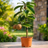 Sapodilla chikoo plant in pot with fruit for sale Dubai – Nura Flowers Motor City