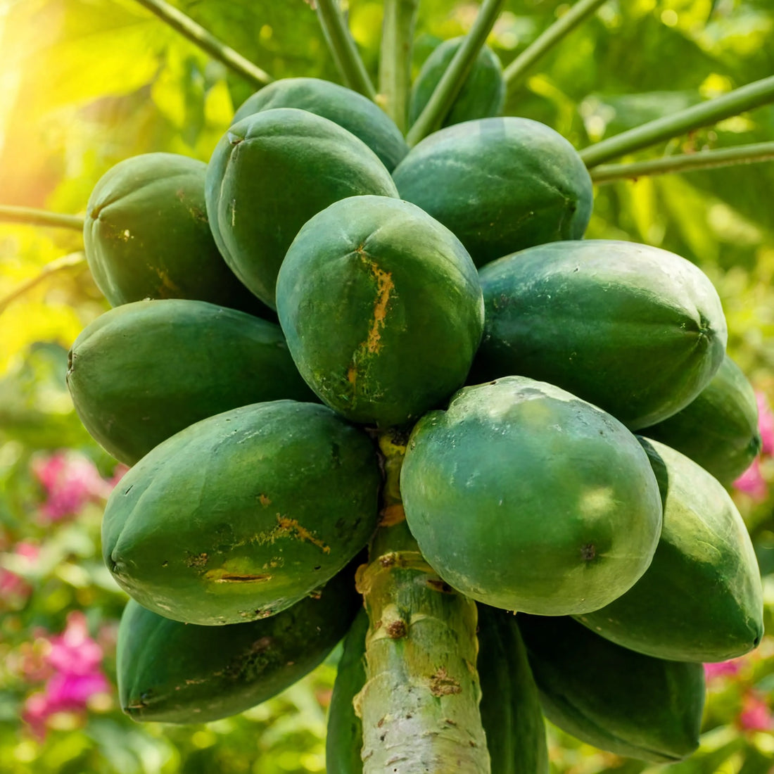 Cluster of green papaya fruit growing on tree – Nura Flowers Dubai