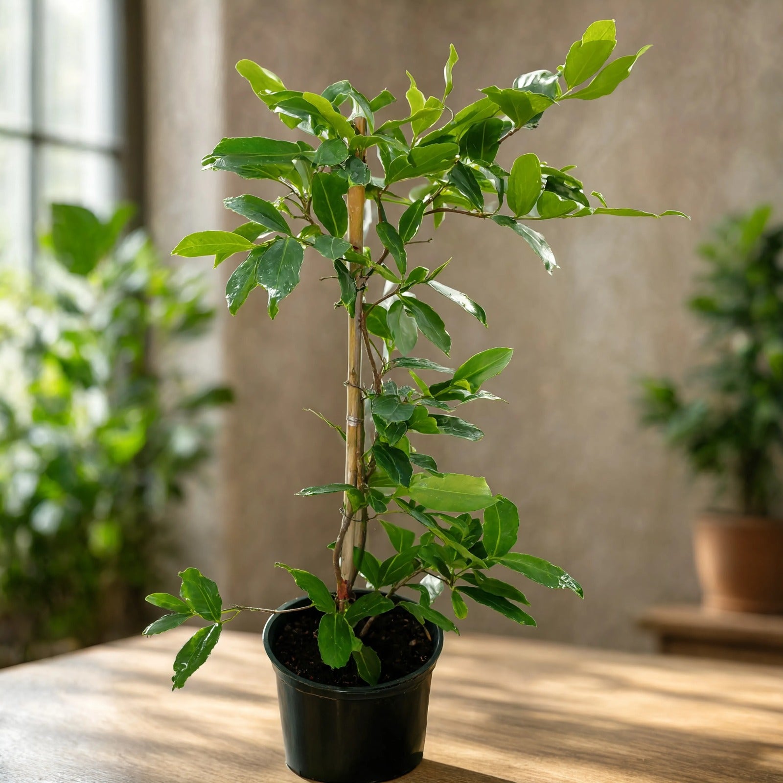oung potted wax apple plant with glossy green leaves  – Nura Flowers