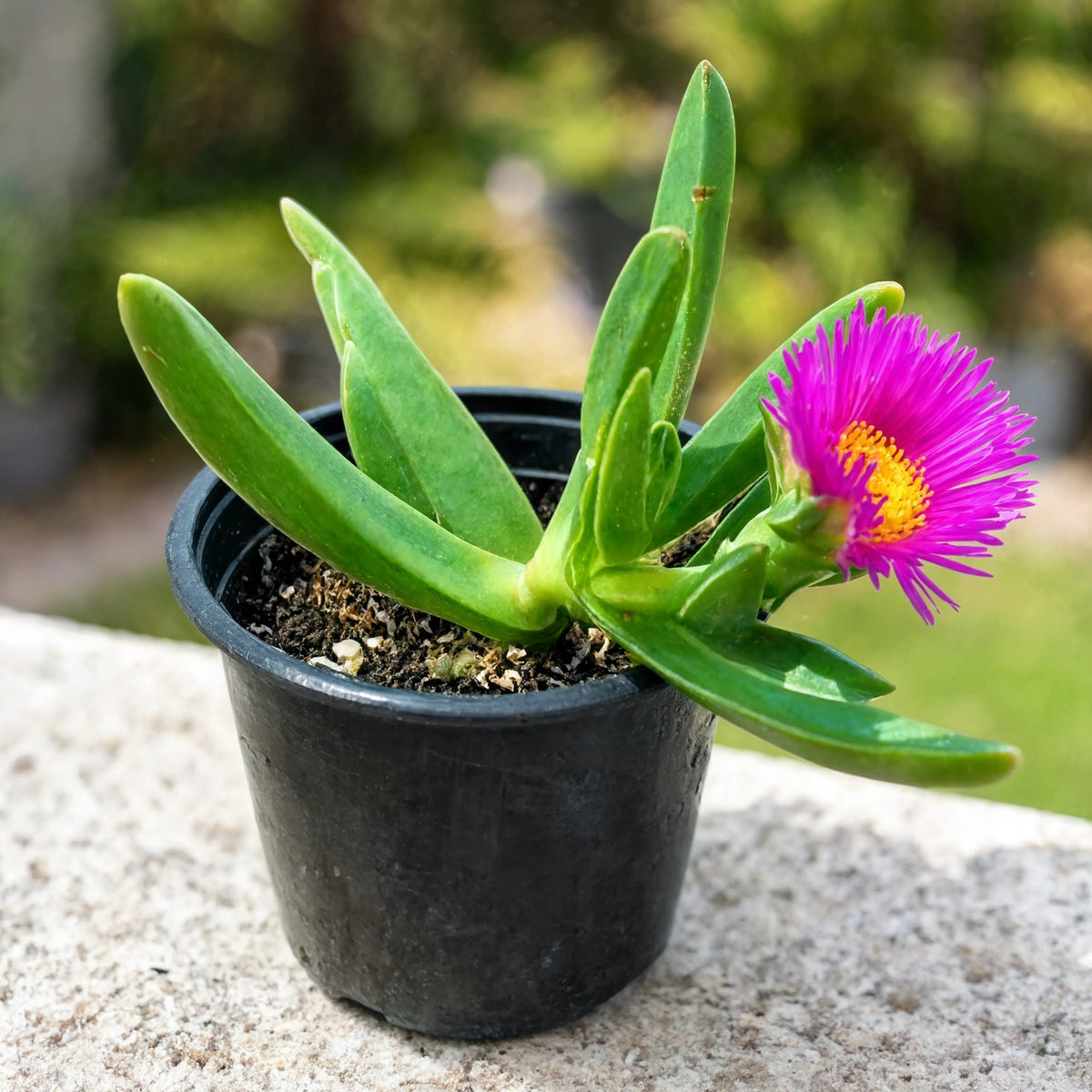 Vygie Plant