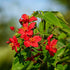 atropha plant with clusters of red star-shaped flowers – Nura Flowers Dubai