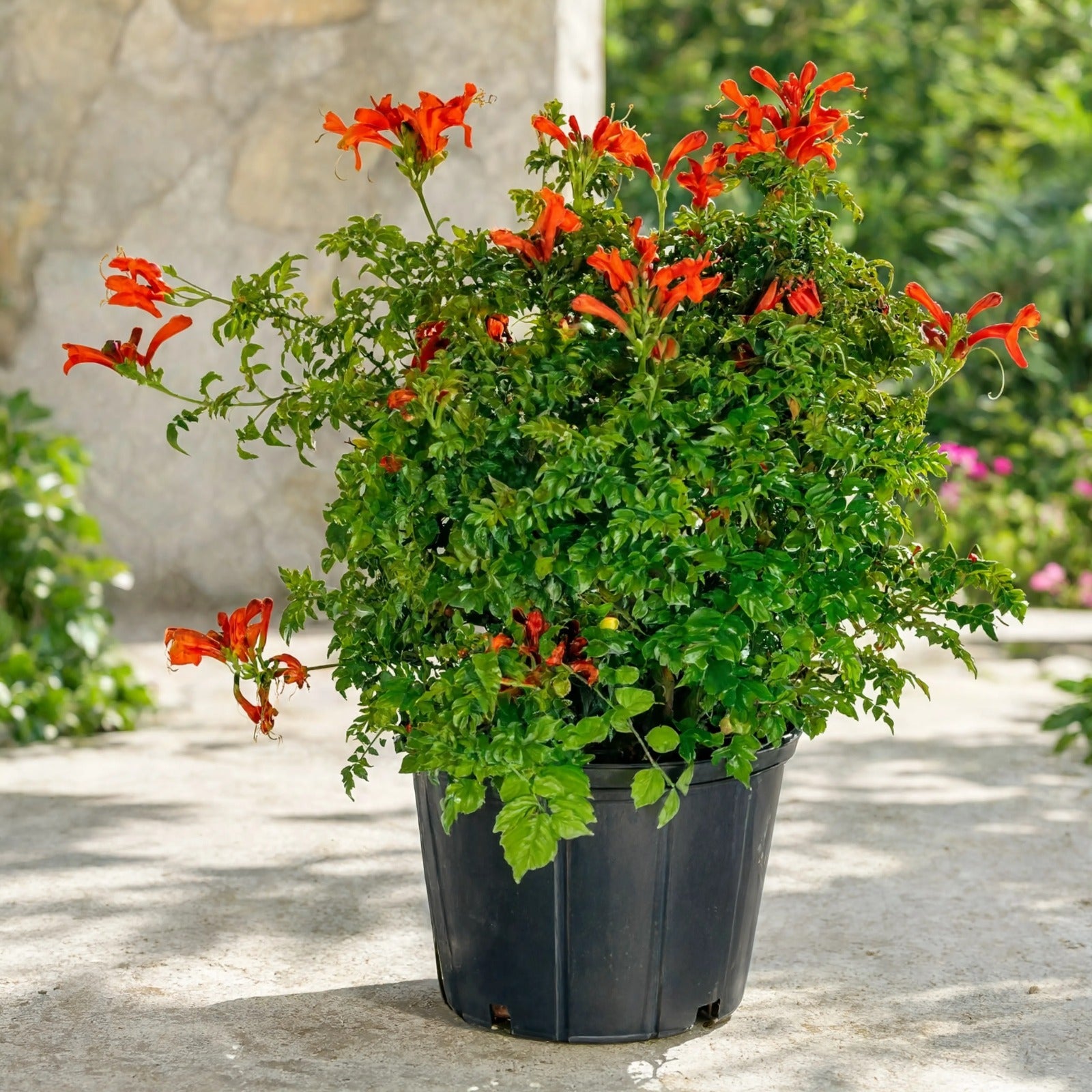 Cape Honeysuckle plant with clusters of orange tubular flowers in black pot – Nura Flowers Dubai