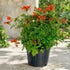 Cape Honeysuckle plant with clusters of orange tubular flowers in black pot – Nura Flowers Dubai