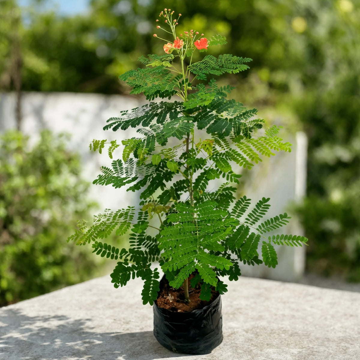 Caesalpinia Peacock Flower plant with orange blooms and fern-like leaves in pot – Nura Flowers Dubai