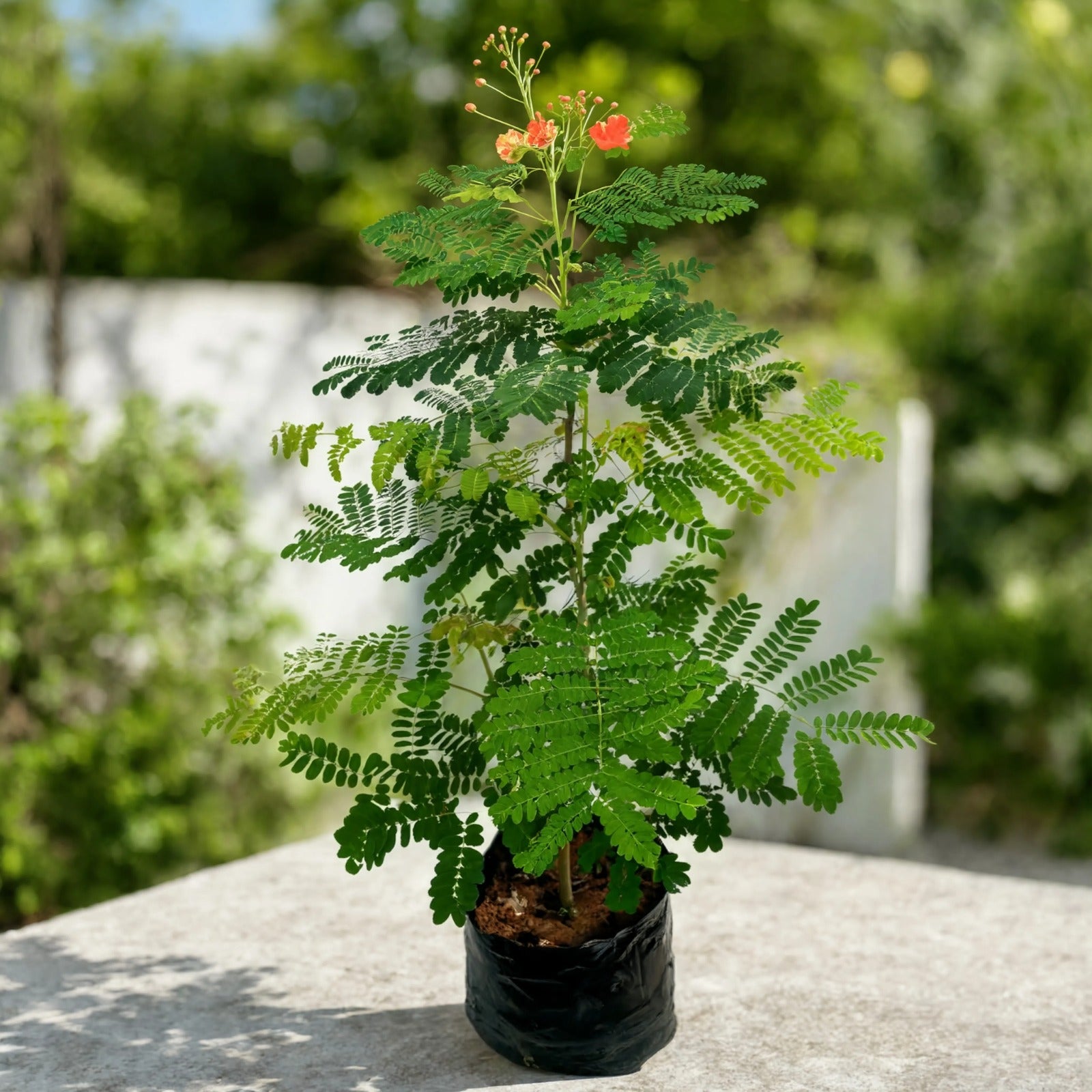 Caesalpinia Peacock Flower plant with orange blooms and fern-like leaves in pot – Nura Flowers Dubai