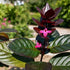 Eranthemum Black plant with dark purple leaves and pink flowers – Nura Flowers Dubai