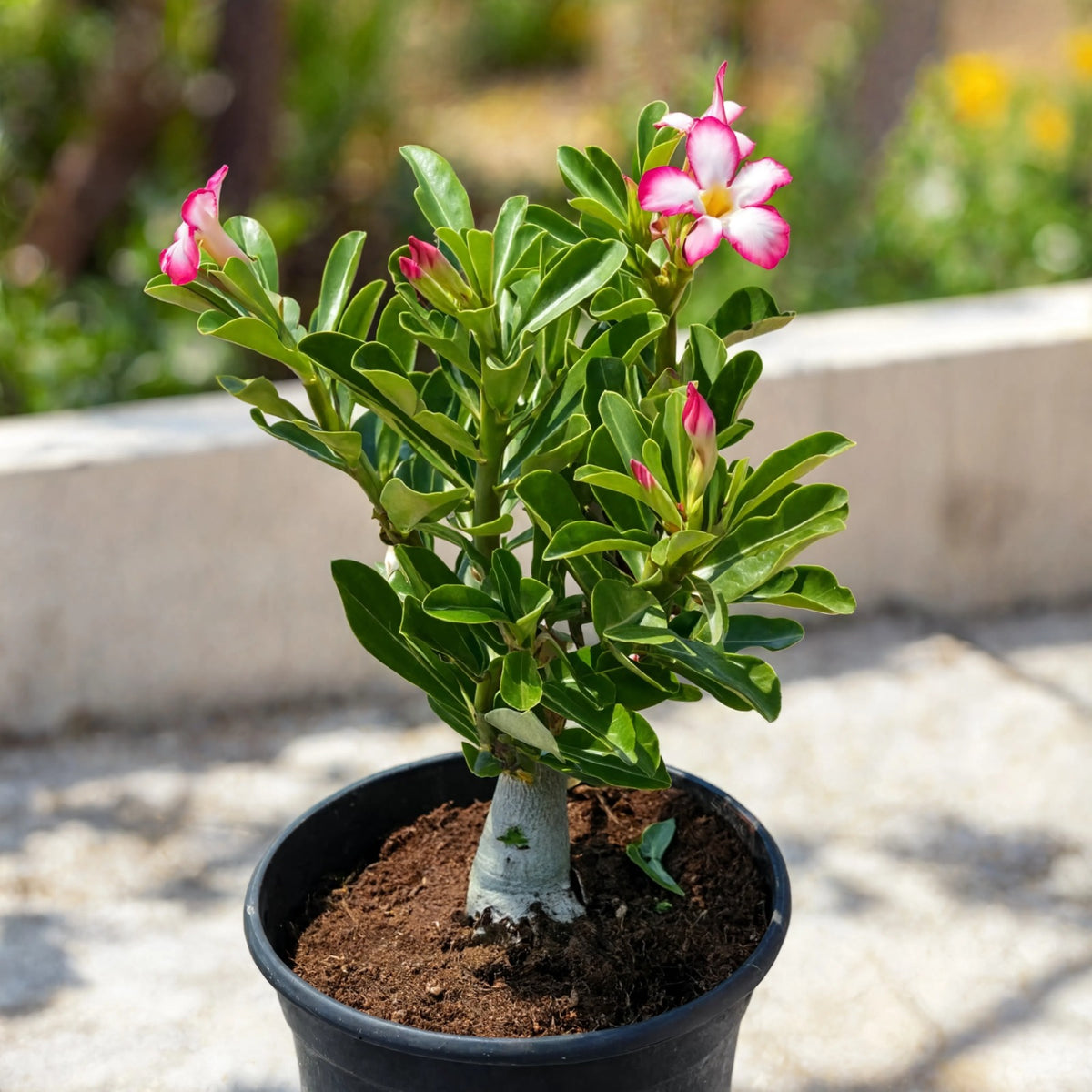 Desert Rose Adenium plant with pink and white flowers in black pot – Nura Flowers Dubai