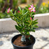 Desert Rose Adenium plant with pink and white flowers in black pot – Nura Flowers Dubai