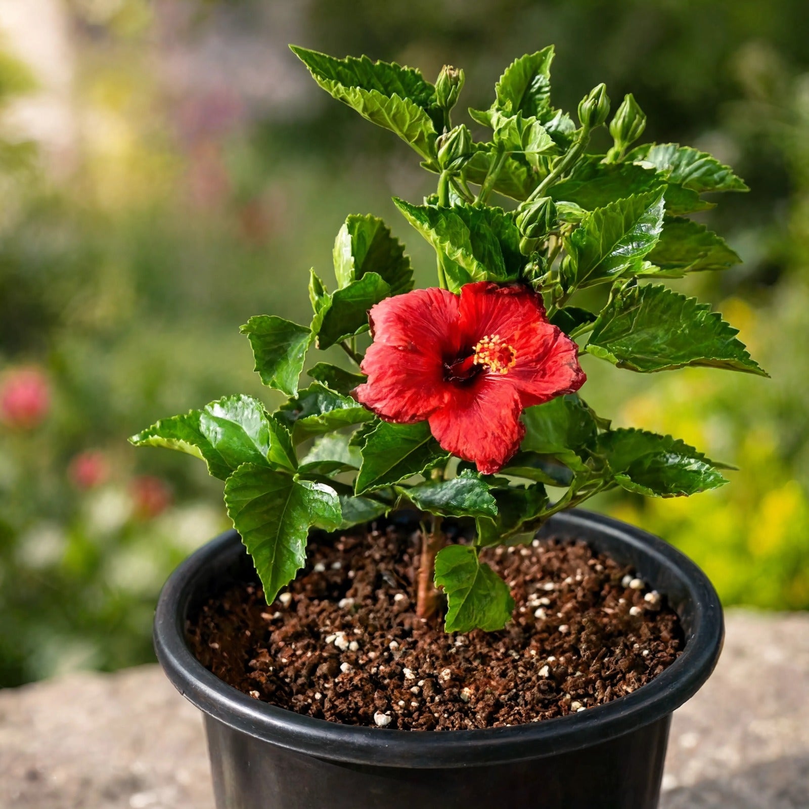 Red hibiscus plant with large scarlet flower in black pot – Nura Flowers Dubai