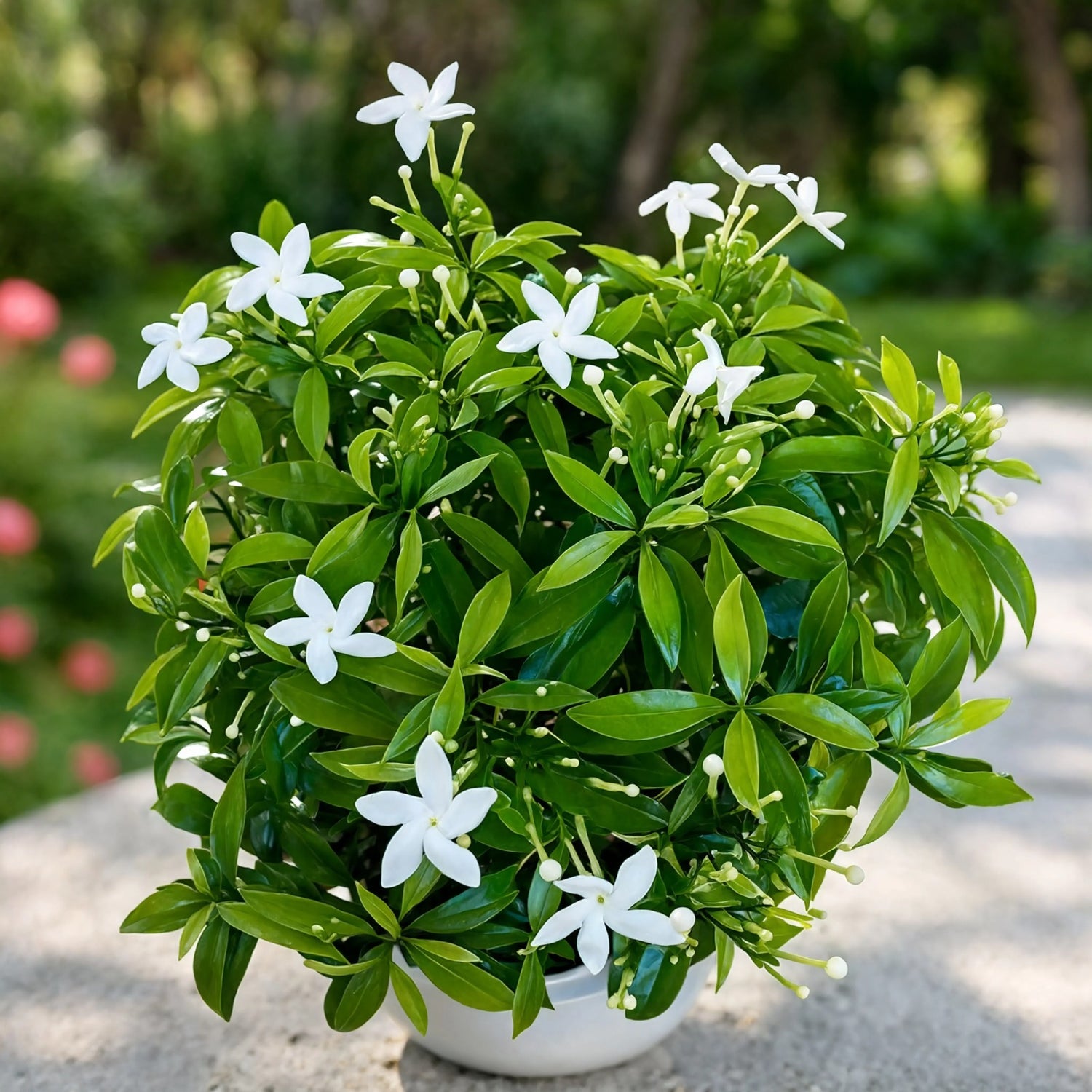 Star jasmine plant with white star-shaped flowers in white pot – Nura Flowers Dubai