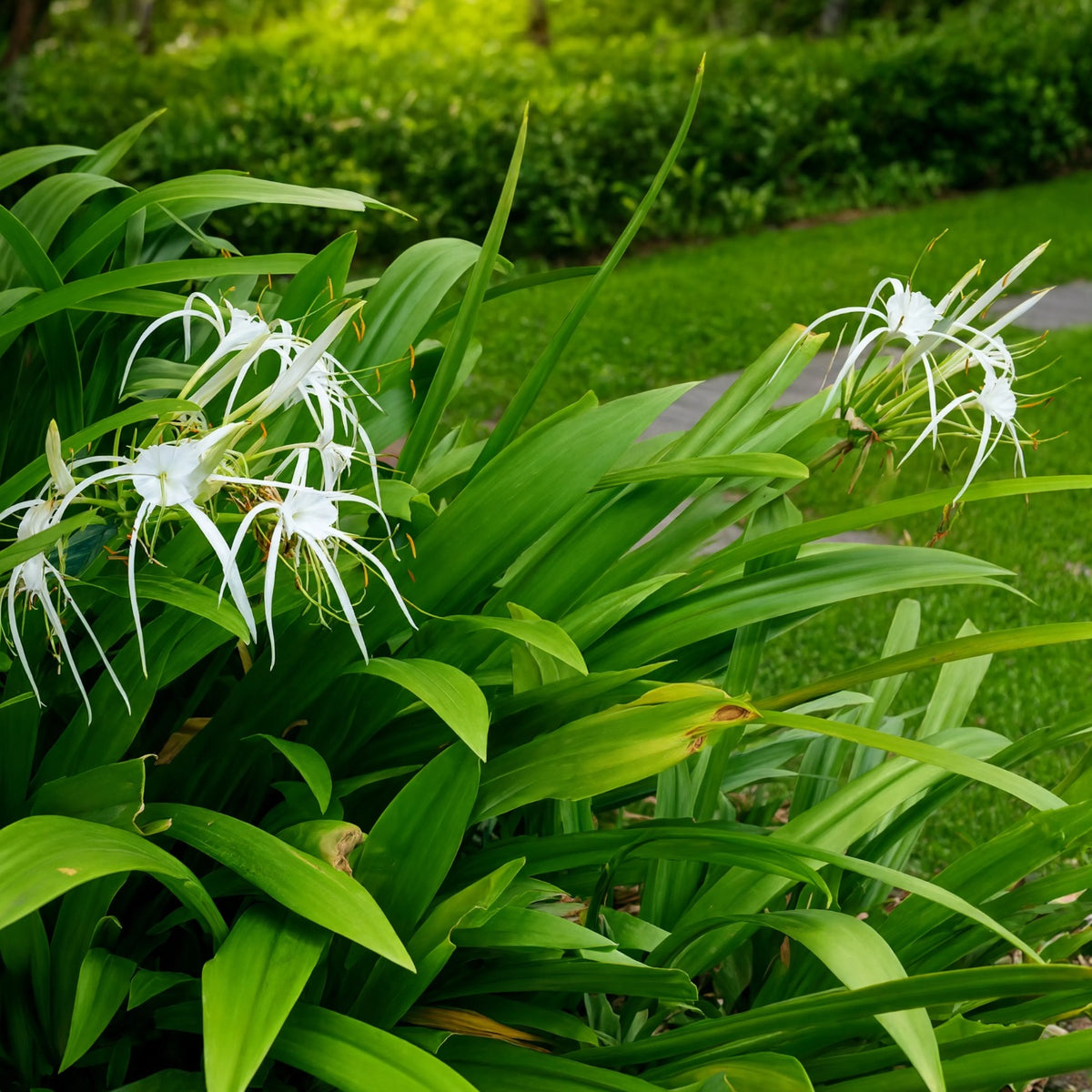 Spider Lily Hymenocallis plant with white spidery flowers and green strap leaves – Nura Flowers Dubai