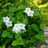Asystasia Gangetica plant with clusters of white funnel-shaped flowers – Nura Flowers Dubai