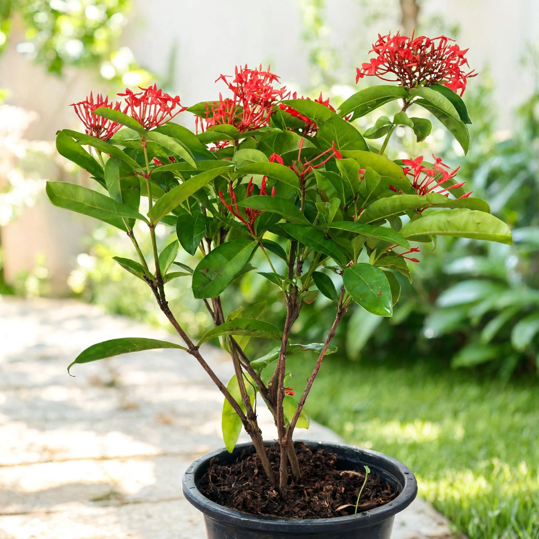 Ixora Coccinea Red plant with clusters of red flowers in black pot – Nura Flowers Dubai