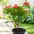 Ixora Coccinea Red plant with clusters of red flowers in black pot – Nura Flowers Dubai