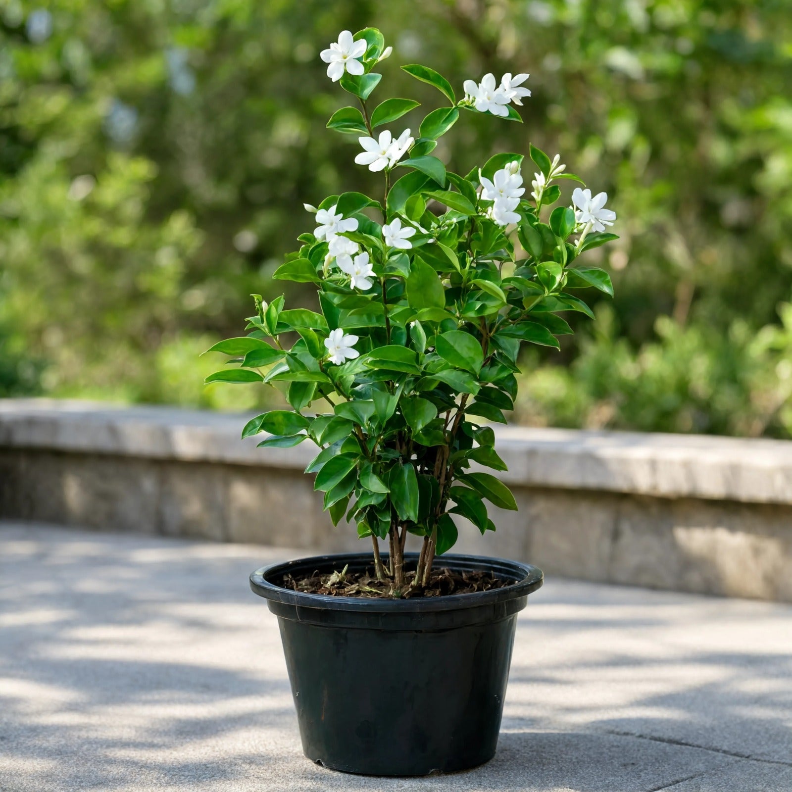 Snowflake plant with clusters of white star-shaped flowers in black pot – Nura Flowers Dubai