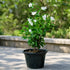 Snowflake plant with clusters of white star-shaped flowers in black pot – Nura Flowers Dubai