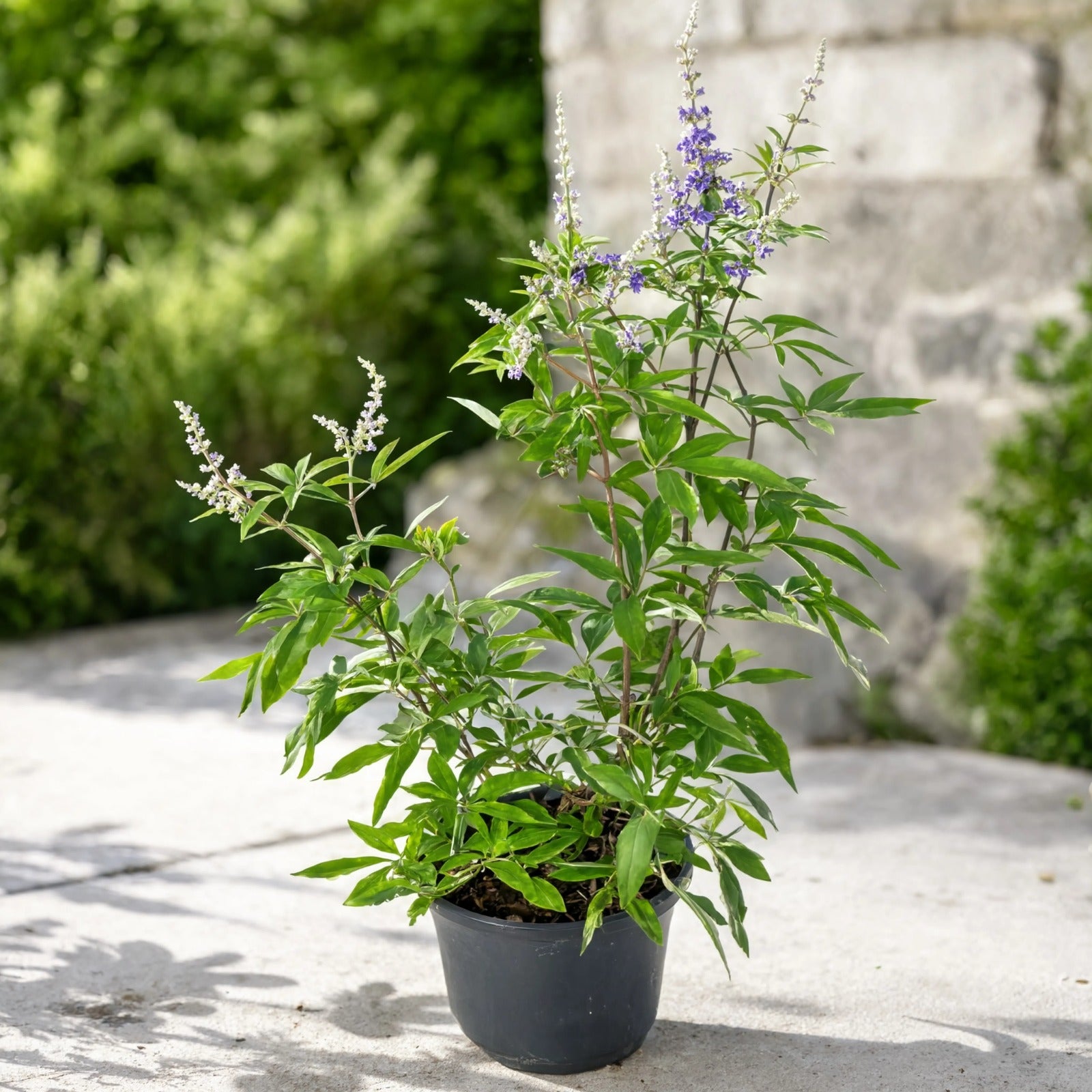Vitex Agnus-Castus chaste tree plant with purple and white flower spikes in black pot – Nura Flowers Dubai