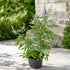 Vitex Agnus-Castus chaste tree plant with purple and white flower spikes in black pot – Nura Flowers Dubai
