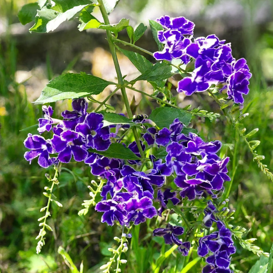 Duranta Erecta plant with clusters of purple flowers – Nura Flowers Dubai