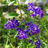 Duranta Erecta plant with clusters of purple flowers – Nura Flowers Dubai