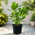 Scaevola plant with glossy green paddle-shaped leaves in black pot – Nura Flowers Dubai