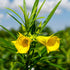 Yellow oleander Thevetia plant with golden trumpet-shaped flowers – Nura Flowers Dubai