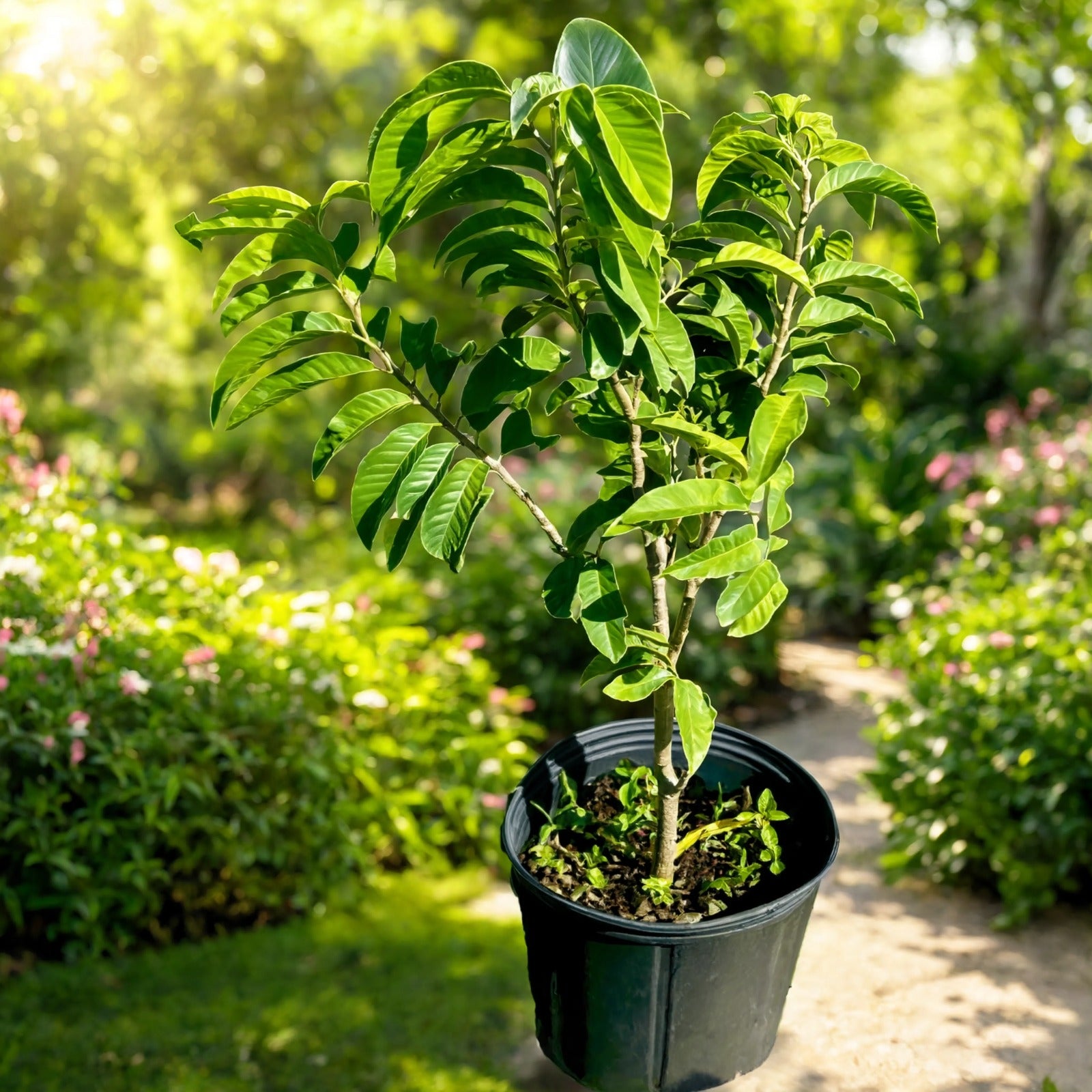 Custard apple sitaphal plant in pot for sale Dubai – Nura Flowers Motor City