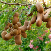 Ripe tamarind pods hanging on tree branch with green leaves – Nura Flowers