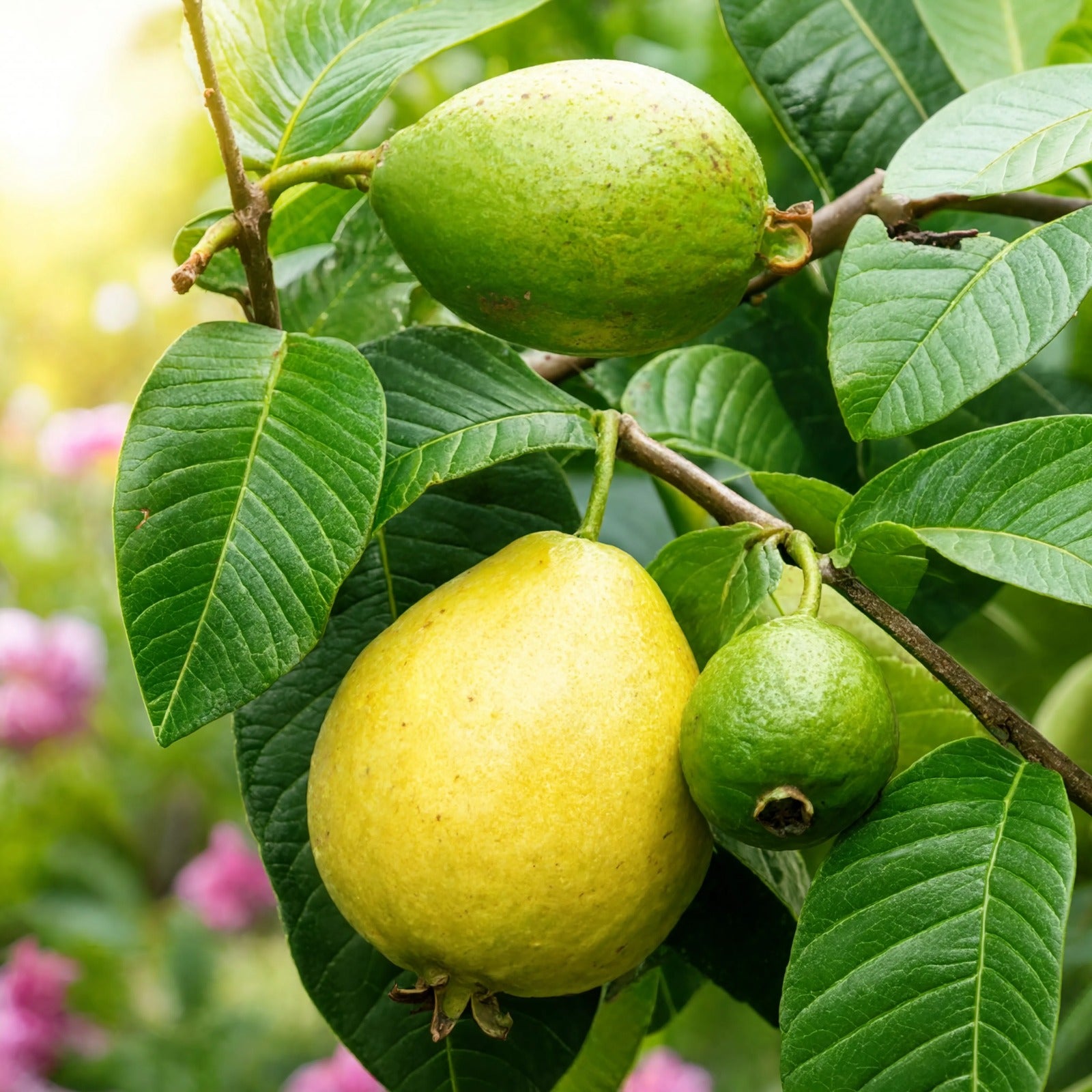 Ripe yellow and green guava fruit on tree branch with leaves – Nura Flowers