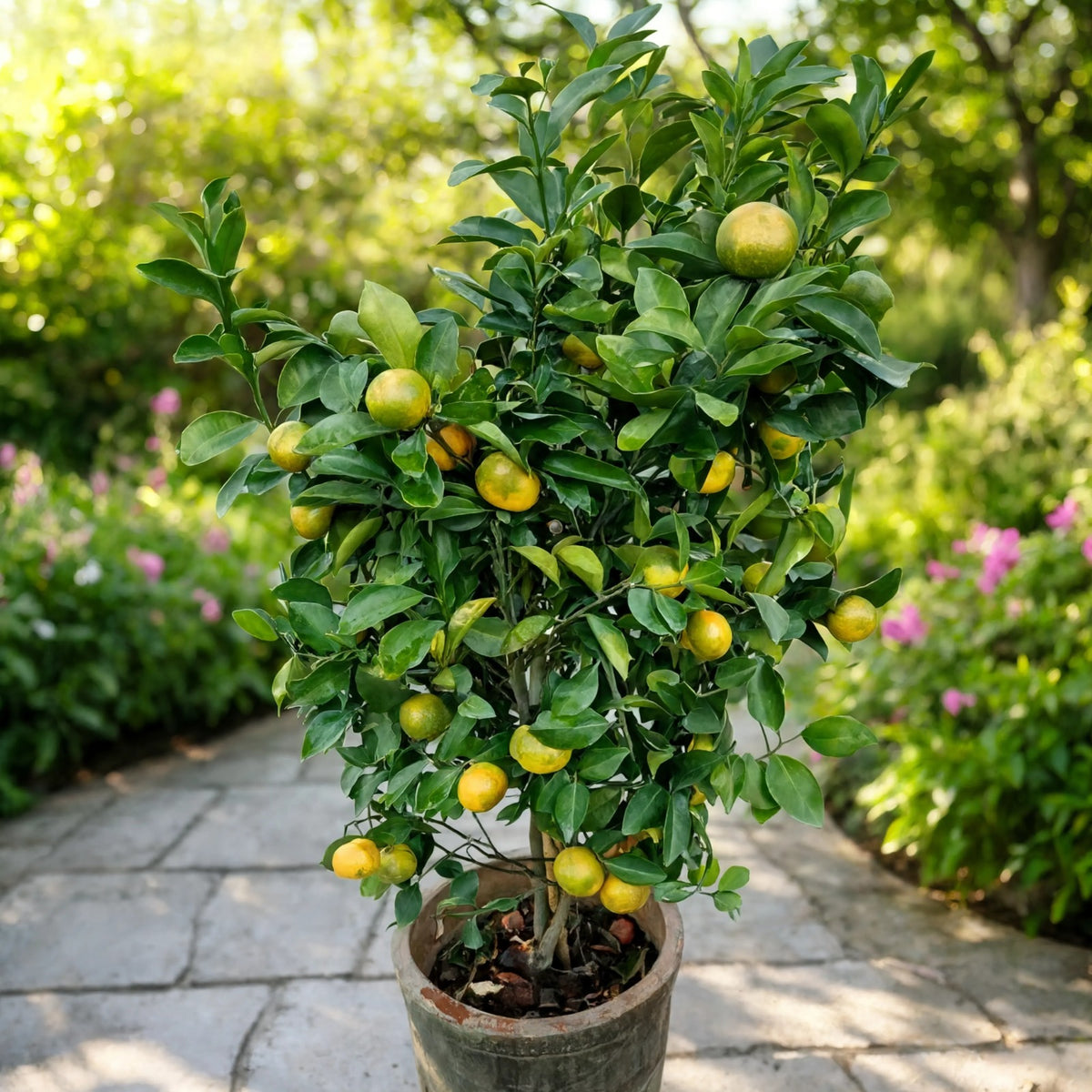Kumquat Plant (Calamondin Orange)