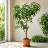 Potted grafted mango tree with lush green leaves indoors – Nura Flowers Dubai
