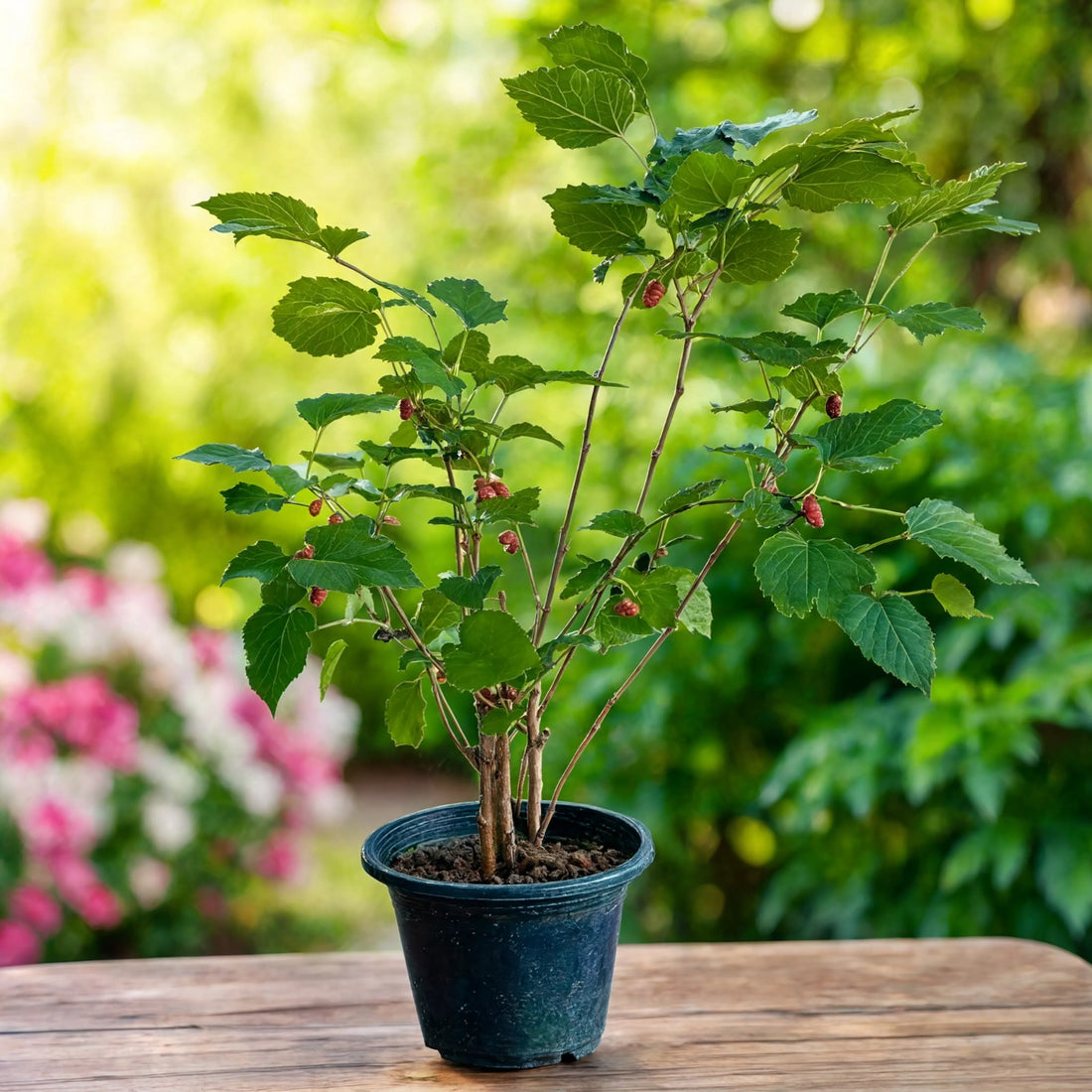 Potted mulberry shahtoot plant with ripening berries – Nura Flowers Dubai