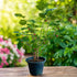 Potted mulberry shahtoot plant with ripening berries – Nura Flowers Dubai