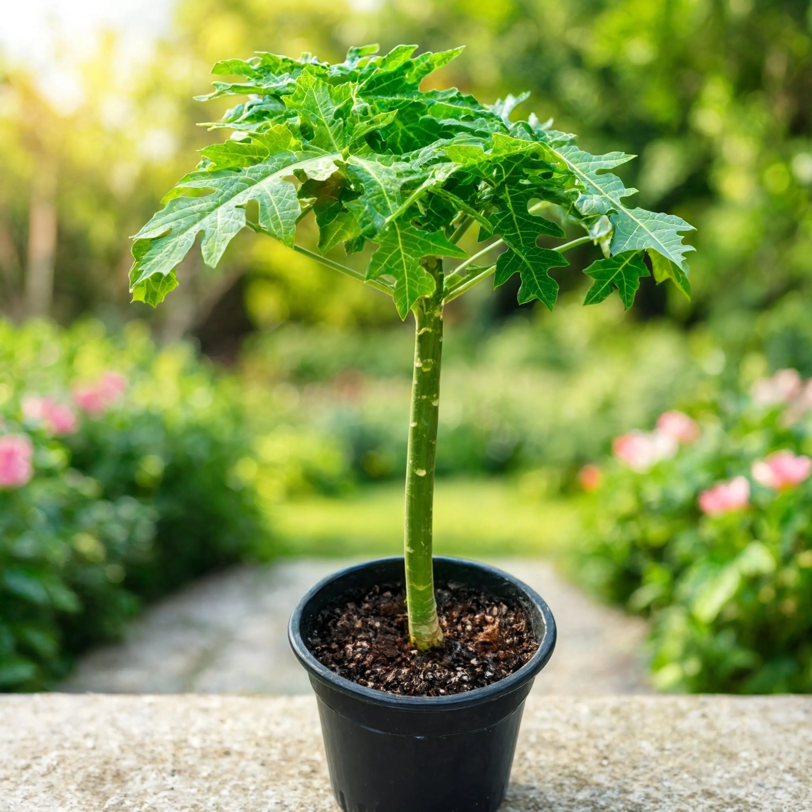 Young papaya plant in black nursery pot with broad green leaves – Nura Flowers