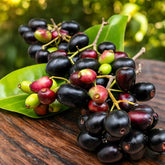 Jamun Java plum plant in pot for sale Dubai – Nura Flowers Motor City