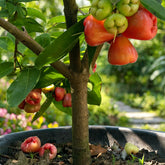 Ripe red wax apple rose apple fruit hanging on tree in pot – Nura Flowers Dubai