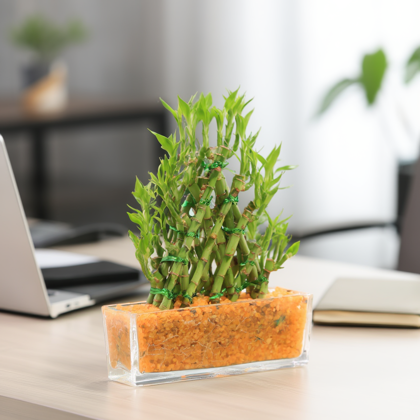 Lucky Bamboo Plant Arrangement in Glass Planter – Hydroponic Indoor Good Luck Plant for Home &amp; Office Decor