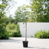 Young Neem Tree (Azadirachta indica) in a nursery pot for outdoor landscaping and shade gardens in Dubai, UAE